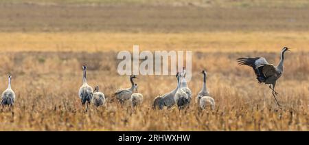 Gru comune (Grus grus) in campo contro prati offuscati, voivodato di Podlaskie, Polonia, Europa Foto Stock