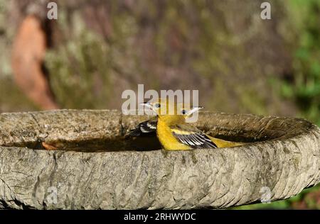 Due immaturi Baltimore Orioles (Icterus galbula) siedono in un bagno di uccelli nel Michigan meridionale Foto Stock