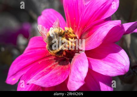 Bumble bee che raccoglie polline da una fioriera di Dahlia Fascination nel culmine dell'estate in una giornata di sole Foto Stock