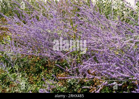 Perovskia atriplicifolia Blue Spire Bush primo piano di salvia in fiore. Sfondo di fiori di perovskia viola. Viotel salvia fiore in giardino fiorito. Petalo. Giardino botanico. Fioritura floreale. Foto Stock