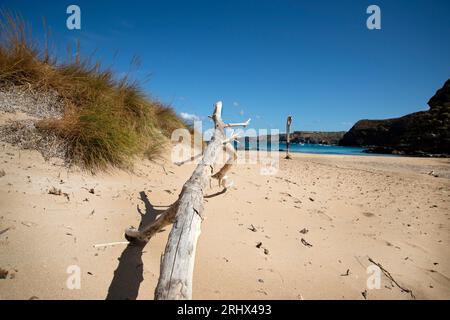 Il sistema di dune e le scogliere della spiaggia di Mongofre sulla costa settentrionale di tramuntana di Minorca in spagna Foto Stock