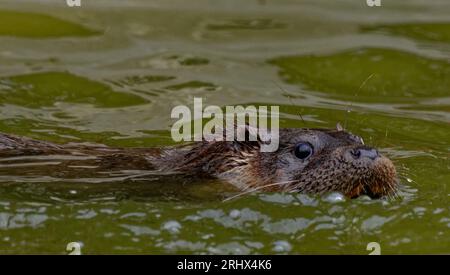 Eurasian Otter (Lutra lutra) nuoto immaturo con testa sopra l'acqua. Foto Stock