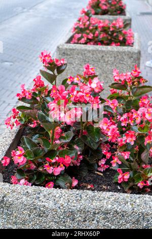 Begonie rosa su un letto di fiori di strada. Begonia di piante rosse. Composizione floreale in giardino. Progettazione di paesaggi da giardinaggio. Coltivate fiori all'esterno. Fioritura in estate. Piante semplici tuberose. Foto Stock