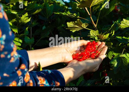 un contadino che tiene un mucchio di ribes rosso. la donna strappa bacche di ribes rosso da un ramo. raccolta di ribes rosso . Foto di alta qualità Foto Stock