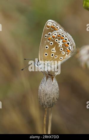 Primo piano verticale su una farfalla blu Icarus, Polyommatus icarus seduta con ali chiuse Foto Stock