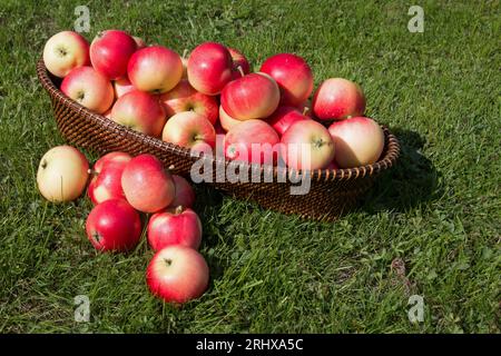 Un raccolto estivo di mele scoperte di colore rosso brillante, Malus domestica, frutta che fuoriesce su un prato verde da un cesto di vimini Foto Stock