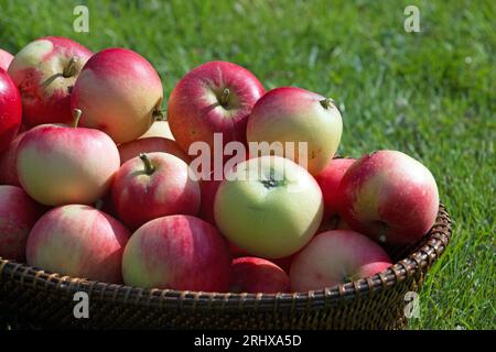 Un raccolto estivo di mele rosse brillanti scoperte, Malus domestica, in un cesto di vimini, vista ravvicinata Foto Stock