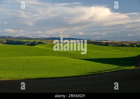 Campi verdi e ondulati di grano ai piedi delle Blue Mountains. Vicino a Dayton, Washington, USA. Foto Stock