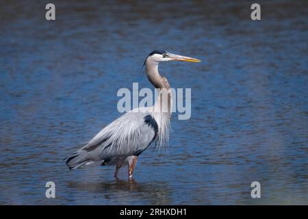 Gli aironi sono uccelli di acqua dolce a collo lungo e a collo lungo della famiglia degli Ardeidae, con 72 specie riconosciute. Li ho fotografati in Kansas Foto Stock