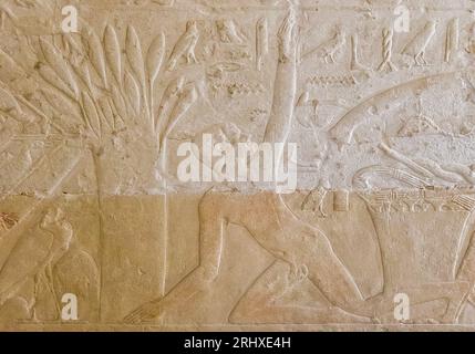 Egitto, Saqqara, tomba di Ankhmahor, processione funebre, uccello da caccia con una rete. Il tizio della ricerca. Foto Stock