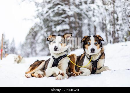 Adorabili e soffici cani marrone husky con occhi verdi che guardano la macchina fotografica mentre sono legati con le corde seduti su un terreno innevato della Lapponia Norvegia contro sfocati per Foto Stock