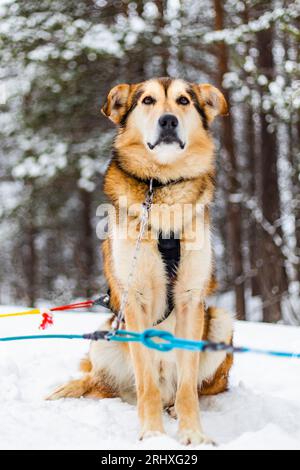 Adorabile cane marrone Laika che guarda la macchina fotografica seduto sul terreno innevato della Lapponia Norvegia, legato con catena e corde contro la foresta sfocata tre Foto Stock