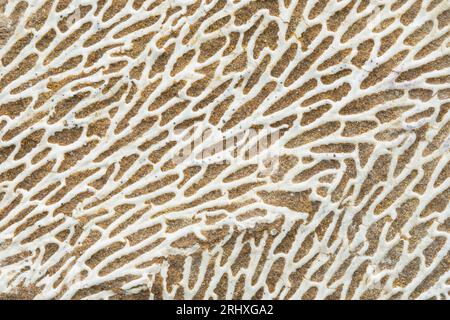 I bryozoani comunemente noti come animali muschi invertebrati che vivono in colonie che formano scheletriche provenienti dall'Estonia Foto Stock