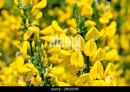Scopa (cytisus scoparius), primo piano dell'arbusto comune in piena fioritura in primavera, ricoperto da grandi fiori gialli. Foto Stock