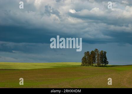 Campo verde, pini e nuvole di tempesta, Whitman County, Washington, USA Foto Stock