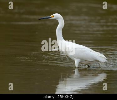 Nevoso Egret che si addormenta ai bordi dell'acqua Foto Stock