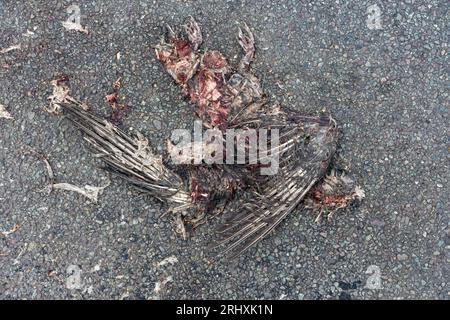 I resti di un uccello morto, purtroppo ucciso su una strada da un'auto. Foto Stock