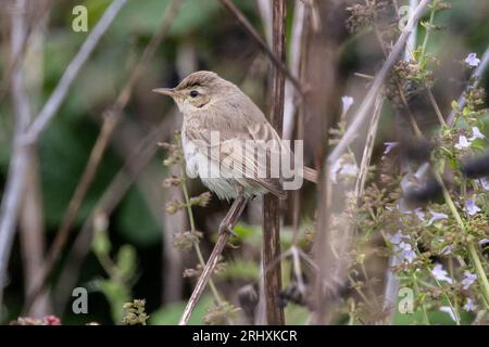 Booted Warbler (Iduna caligata) - uccello vagabondo al Landguard Bird Observatory, Felixstowe, Suffolk, Regno Unito - 18 agosto 2023 Foto Stock