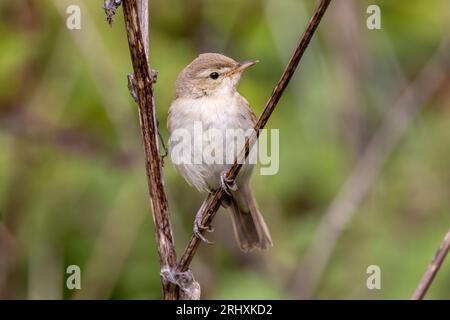 Booted Warbler (Iduna caligata) - uccello vagabondo al Landguard Bird Observatory, Felixstowe, Suffolk, Regno Unito - 18 agosto 2023 Foto Stock