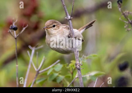 Booted Warbler (Iduna caligata) - uccello vagabondo al Landguard Bird Observatory, Felixstowe, Suffolk, Regno Unito - 18 agosto 2023 Foto Stock