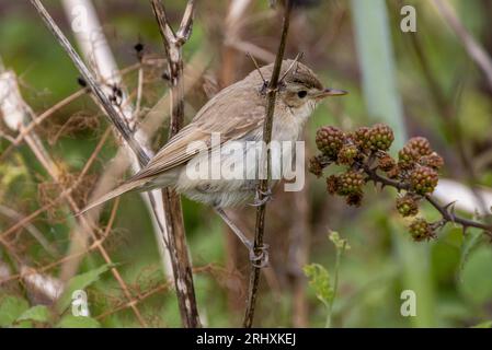 Booted Warbler (Iduna caligata) - uccello vagabondo al Landguard Bird Observatory, Felixstowe, Suffolk, Regno Unito - 18 agosto 2023 Foto Stock