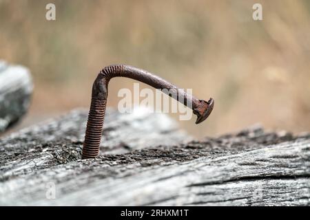 Un chiodo arrugginito molto lungo in una panchina di legno Foto Stock