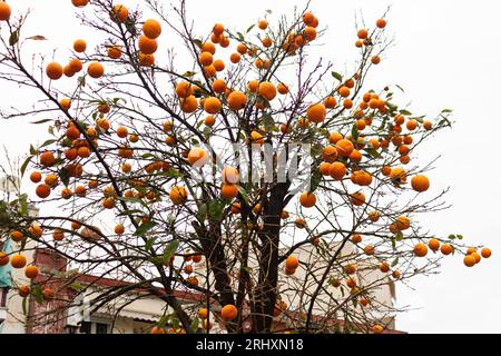 Un albero di mandarino in città. Foto Stock