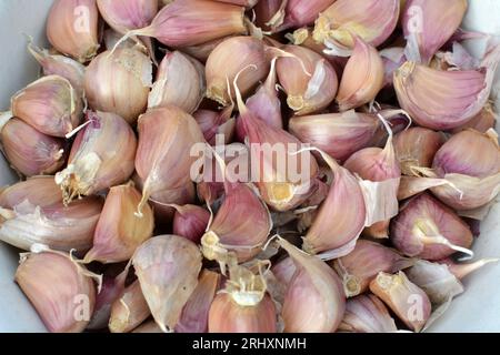 Gli spicchi d'aglio si separarono dalle teste prima di piantare nel terreno. Foto Stock