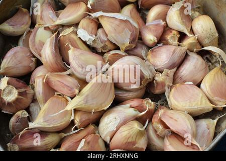 Gli spicchi d'aglio si separarono dalle teste prima di piantare nel terreno. Foto Stock