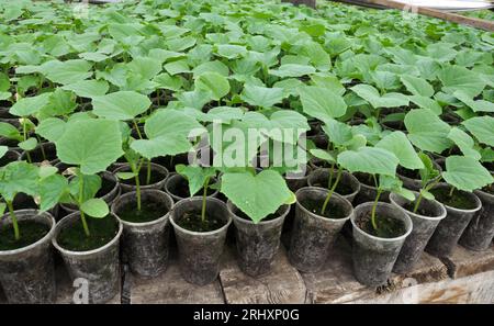 Giovani pianta crescente di cetrioli in pentole di plastica con suolo organico Foto Stock