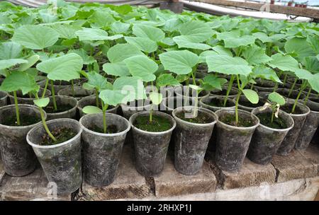 Giovani pianta crescente di cetrioli in pentole di plastica con suolo organico Foto Stock