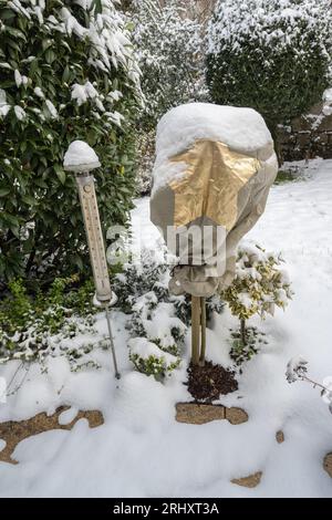 Il roseto è avvolto in pile per l'inverno contro il gelo. Baden Baden, Baden Württemberg, Germania, Europa Foto Stock