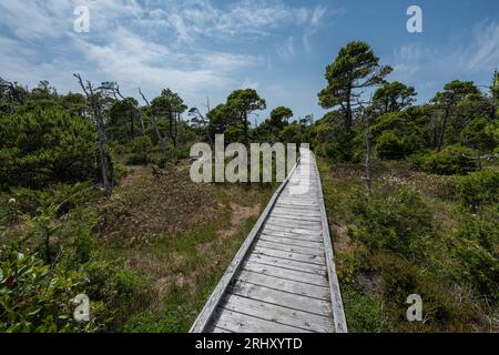 Shorepine Bog Trail nel Pacific Rim National Park, Isola di Vancouver Foto Stock