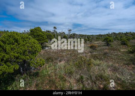 Shorepine Bog Trail nel Pacific Rim National Park, Isola di Vancouver Foto Stock