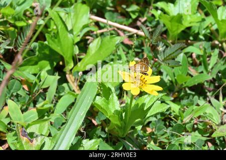 Una farfalla Common Bush Hopper che raccoglie nettare da un fiore giallo della margherita di Singapore. Il fiore è fiorito nel terreno, circondato da erba. Foto Stock