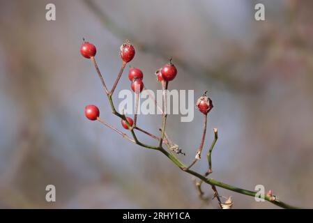 Rose. Fianchi di rose selvatiche, osservati da vicino, con sfondo naturale sfocato. Foto Stock