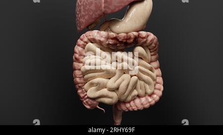 Cancro intestinale o tumore colorettale, cancro del colon, malattia infiammatoria intestinale, dolore intestinale, celiaco, infezioni, duplicazione, celle in espansione Foto Stock