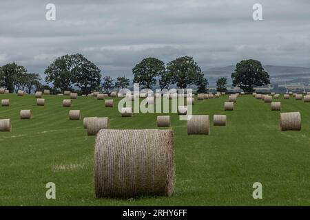 Balle di fieno rotonde multiple in attesa di essere raccolte in un campo Foto Stock