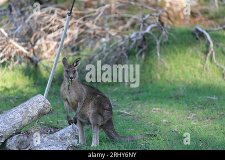 864 canguro grigio orientale (Macropus giganteus) pascolo sulla prateria accanto al giardino comunitario Halls Gap (riserva ricreativa). Victoria-Australia. Foto Stock