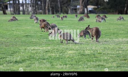 869 mandrie di canguri grigi orientali al pascolo, prati vicino alla Halls Gap Community Garden-Recreation Reserve. Victoria-Australia. Foto Stock