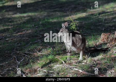 872 canguro grigio orientale maschile dall'aspetto laterale nell'area degli eventi sportivi Halls Gap. Victoria-Australia. Foto Stock