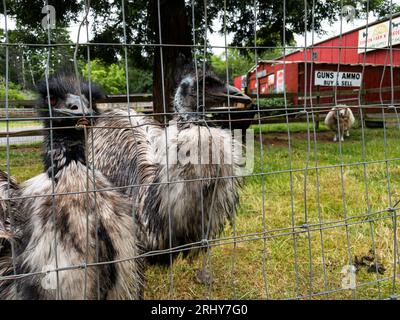 Emù e pecore in penna al negozio di armi a Bandon, Oregon Foto Stock