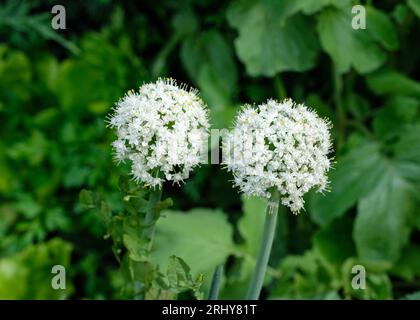 infiorescenza sferica della cipolla durante il periodo di fioritura da vicino. semi di cipolla nera nell'orto. piccoli semi di cipolla nera maturano Foto Stock