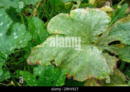 Rivestimento bianco sulle foglie di zucchine in campo aperto. Muffa polverosa sulla zucca. Malattie delle piante nel giardino. Colture vegetali. le foglie si arricciano Foto Stock