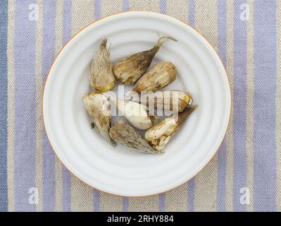 vista dall'alto delle lampadine freesia. Mucchio di bulbi da fiore. Piccola pianta di bulbi freesia. I bulbi di fiori asciutti si avvicinano. Preparazione dei semi per la semina nel flusso Foto Stock