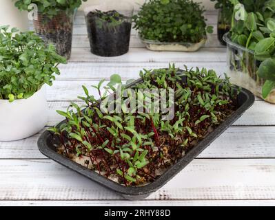 La barbabietola germoglia in un contenitore. Coltivare microgreens da semi di barbabietola. Coltivare microgreen di barbabietola a casa, verde, cityferm. Concep verde vivente Foto Stock