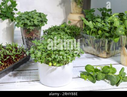 I broccoli verdi germogliano in una tazza di plastica. Primo piano di giovani germogli verdi di microgreen di diversi tipi. Coltivazioni di microgreen di broccoli, argillosi, Foto Stock