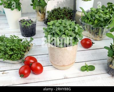 Germogli di ravanello verde in una tazza di ceramica. Primo piano di giovani germogli verdi di microgreen di diversi tipi. Coltivare microgreens di arcobaleno, barbabietola, p Foto Stock