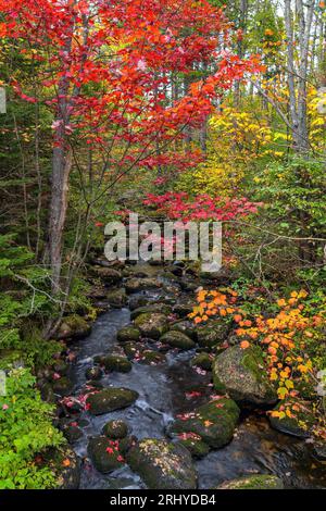 Autumn Creek - Una vista verticale ad ampio angolo di un torrente di montagna colorato in una giornata di pioggia autunnale. West Maine, Stati Uniti. Foto Stock