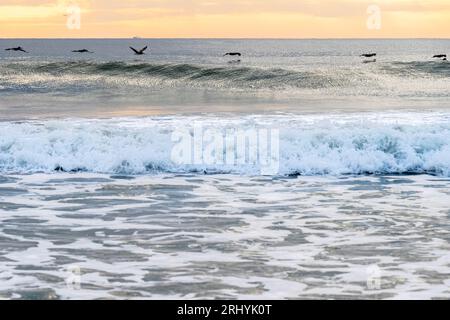 I pellicani bruni (Pelecanus occidentalis) volano in un'unica fila sulle onde all'alba a Ponte Vedra Bech, Florida. (USA) Foto Stock